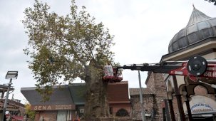 Bursa’nın asırlık çınarı koruma altına alındı