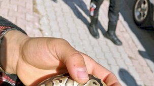 Cebinden yavru piton yılanı çıktı