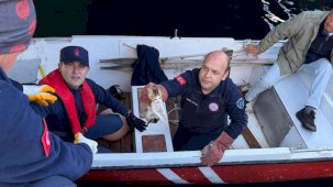 Erdek’te denize düşen yavru kedi kurtarıldı