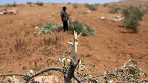 Filistin, Batı Şeria'da Filistinli çiftçilere yönelik saldırıları kınadı