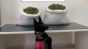 Jandarmadan uyuşturucu operasyonu