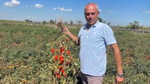 Londra'da kazandıklarıyla Bursa'da toprak yatırımı yaptı