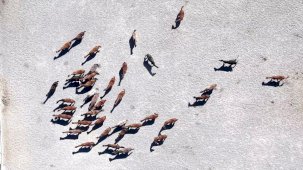 Malatya'da 110 Arap Tayının Doğumu