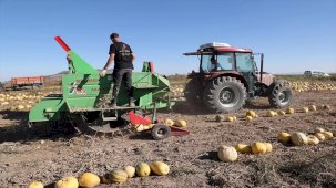 Nevşehir Kabak Çekirdeği Üretimi Artıyor