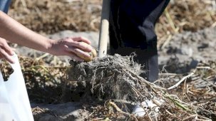 Öğrenciden Sürdürülebilir Tarım Tezi