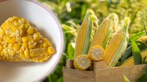 Önce haşla sonra dondur! Kışın bile taptaze yiyebilirsiniz: Her poşete 3 mısır