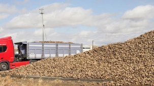 Pancar üretiminde düşüş şeker arzında sorun oluşturmayacak