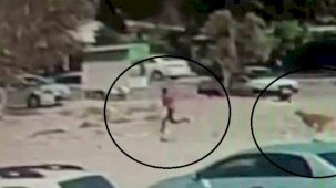 Sayıları 10’u bulan sokak köpekleri çocuğa korku dolu anlar yaşattı