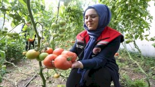 Serada Eser Yetiştiriliyor