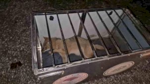 Takımlar gelene kadar çarptıkları tilkinin başından ayrılmadılar