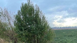 Takla atıp şarampole devrilen genç şoför hayatını kaybetti