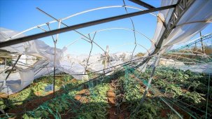 Tarım sigortaları kapsamında üreticilere 3,15 milyar lira hasar tazminatı ödendi