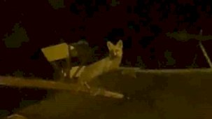 Tavuk hırsızı tilkiyi yerde beklerken çatıda çıktı