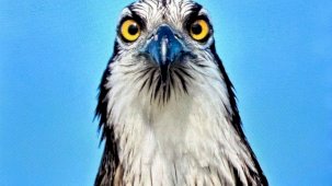 Türkiye’de nadir görülen balık kartalı Bursa’da görüntülendi