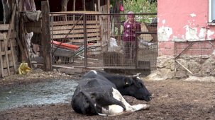 Yıldırım Oran: Şap mağdurlarına ayrım yapılmasın