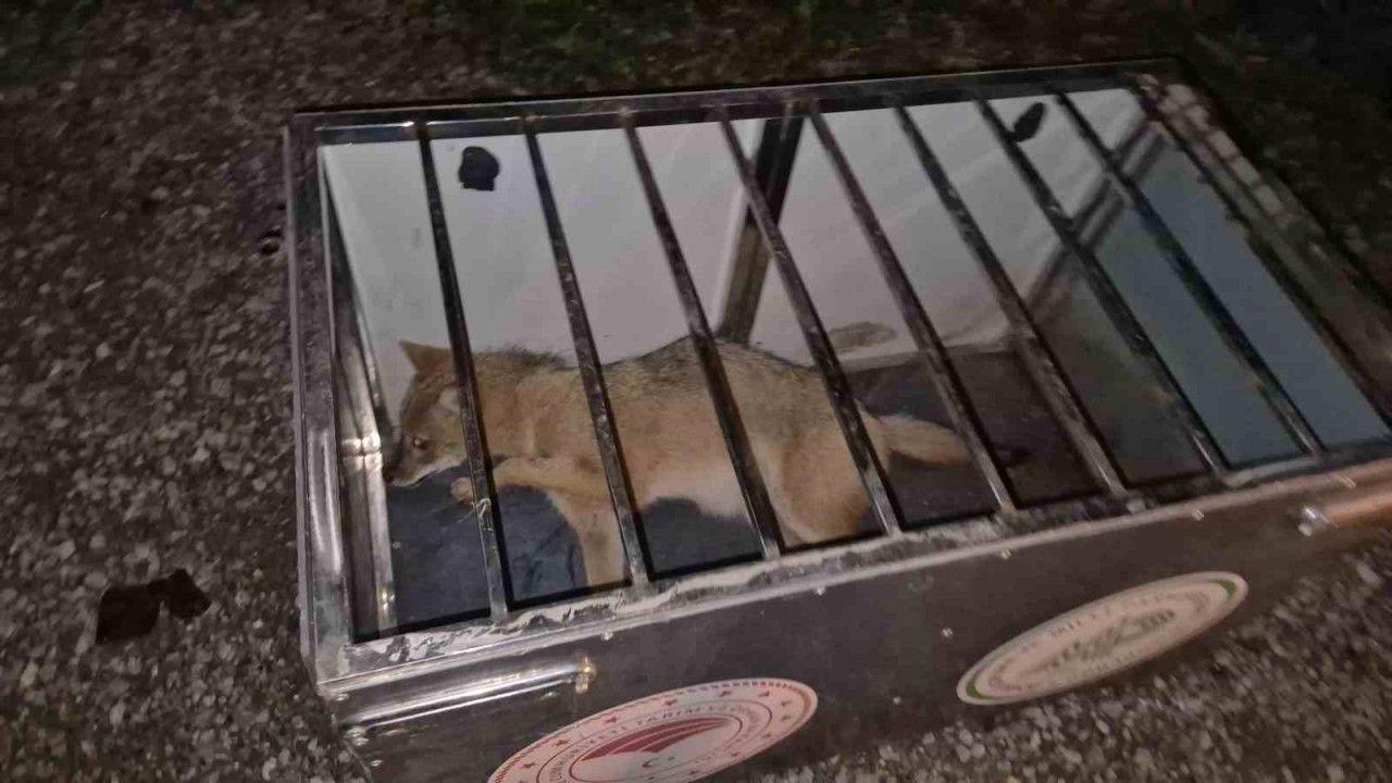 Takımlar gelene kadar çarptıkları tilkinin başından ayrılmadılar