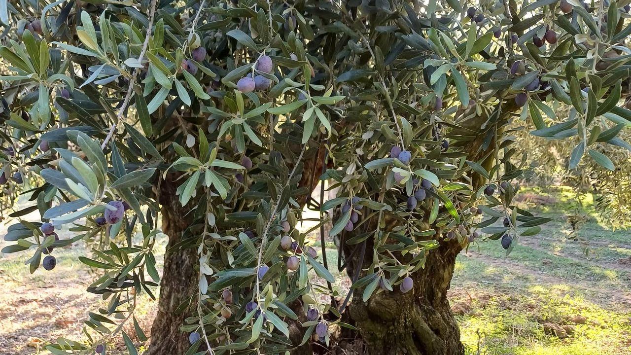 “Asırlık zeytin ağaçları ranta kurban ediliyor”