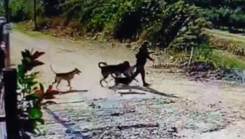Bahçedeki köpeği alıp kaçtı