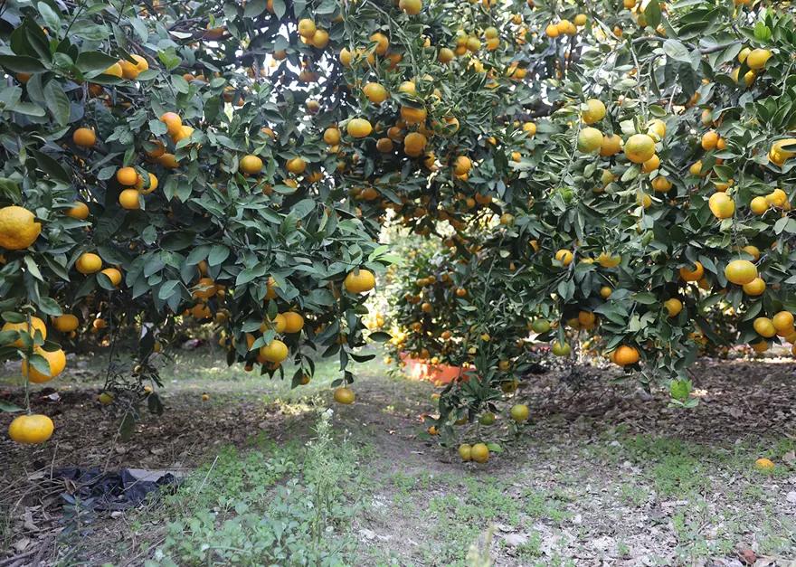 Fiyatı 2 liraya düştü, tonlarca ürün ücretsiz dağıtıldı 2