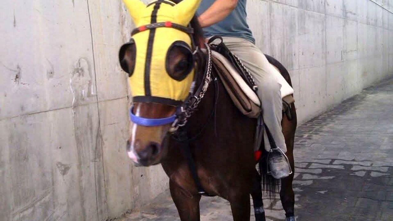 Kırmızı ışıkta geçen otomobilin çarptığı seyis, tedavi gördüğü hastanede öldü