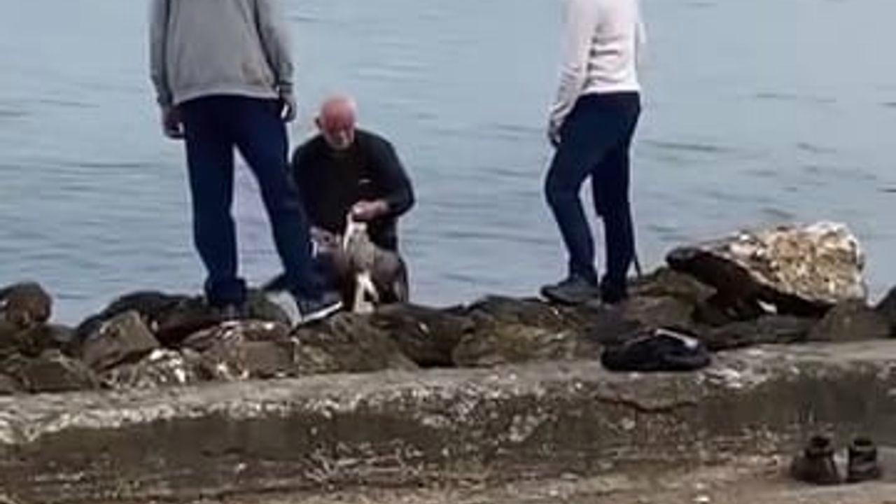 Mudanya sahilinde oltaya takılan martıyı vatandaş kurtardı
