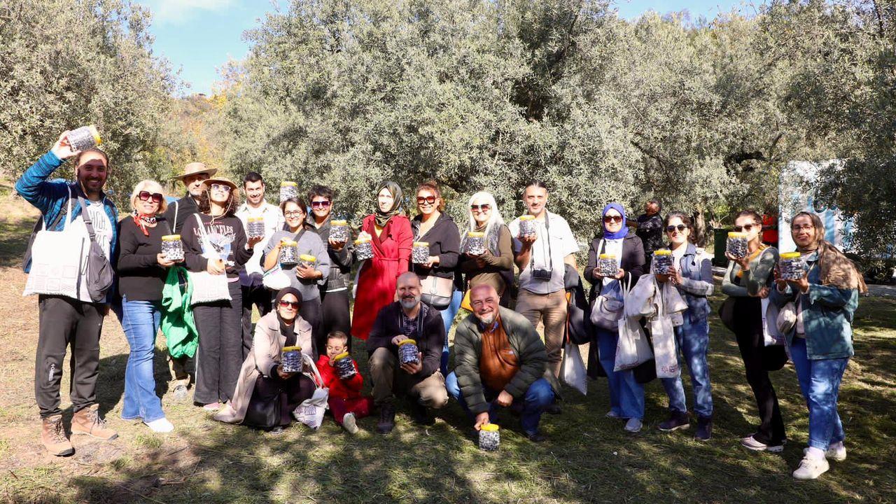 Mudanya'da zeytin hasadı başladı