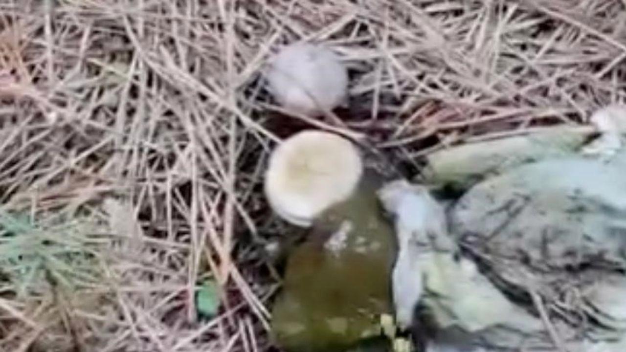 Ormanlık alanda çöp yığınları
