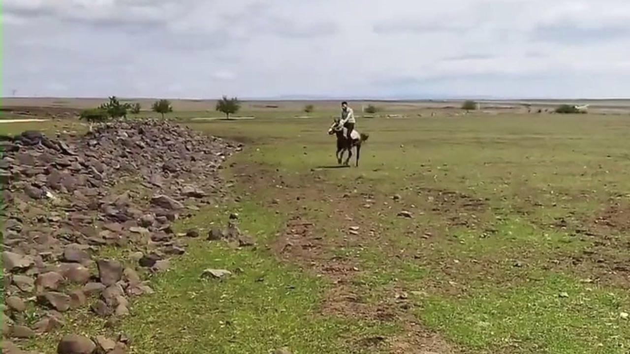 Siverek’te ilginç anlar kameraya yansıdı