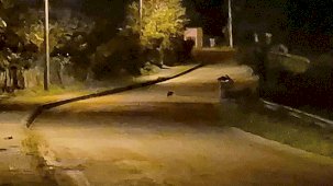 Aç kalan çakal yavruları Bartın şehir merkezinde görüntülendi