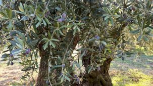 “Asırlık zeytin ağaçları ranta kurban ediliyor”