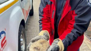 Burhaniye’de mazgala sıkışan kirpiyi itfaiye kurtardı