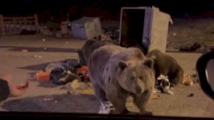 Bursa'da ayıya sucuk yedirmek istedi: Anne ayı arabaya saldırdı