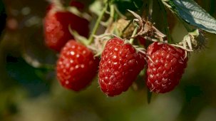 Bursa'da çiftçiye müjde: 9 üründe fide ve fidan desteği