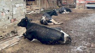 Bursa'da şap hastalığı can aldı