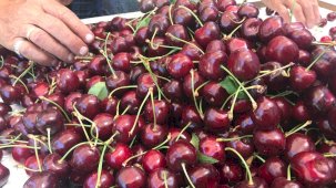 Dondurulmuş gıda sektöründe Türkiye’nin kiraz başarısı