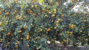 Fiyatı 2 liraya düştü, tonlarca ürün ücretsiz dağıtıldı