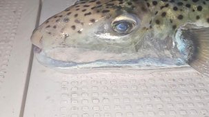 Gemlik Körfezi’nde benekli balon balığı şoku