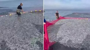 İznik Gölü'nde tek seferde 21 ton gümüş balığı yakalandı