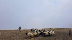 Jandarma arazide kaybolan küçükbaş hayvanları bularak sahibine teslim etti