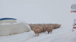 Karın ağırlığına dayanamayan çadır çöktü, 8 koyun telef oldu