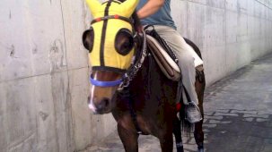 Kırmızı ışıkta geçen otomobilin çarptığı seyis, tedavi gördüğü hastanede öldü