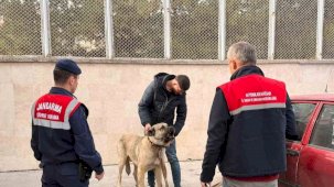 Köpek dövüştüren şahıslara jandarma baskını:12 gözaltı