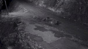 Mahalleliyi canından bezdiren ayının evinin önünde yattığını görünce kamyoneti ile peşine düştü