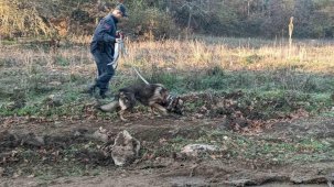 Mantar toplamak için gittiği ormanlık alanda kaybolan adamı 96 kişilik ekip arıyor