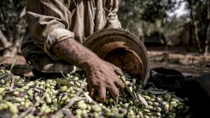 Marmarabirlik önünde zeytin fiyatlarına sert tepki