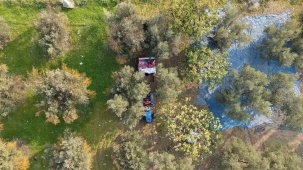 Marmarabirlik'ten 70 bin tonluk alım ve 50 milyon dolarlık ihracat hedefi