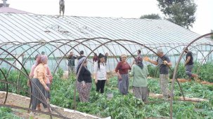 Mersin’de fırtına ve hortum seralara zarar verdi