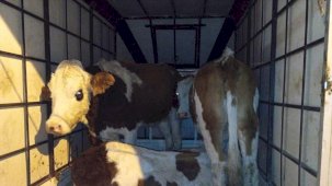 Muş’ta çalınan büyükbaş hayvanlar jandarma kontrolüne takıldı