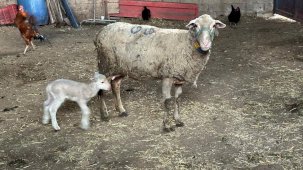 Prof. Dr. Şentürk’ten şap hastalığı uyarısı