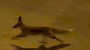 Şanlıurfa’da aç tilki kent merkezine indi